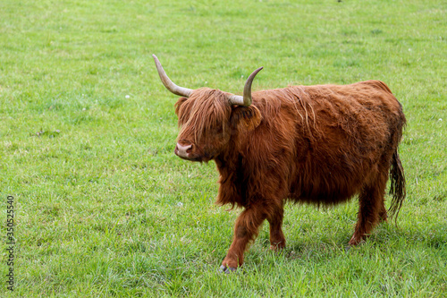 Scottish Higland cattle