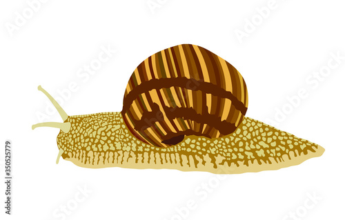 Snail vector illustration isolated on white background. Animal symbol. soft shell mollusk. 