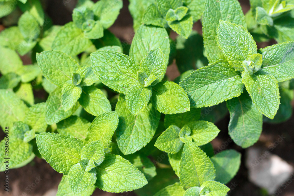Fresh green mint sprouts as a background. Fresh green mint sprouts as a background.
