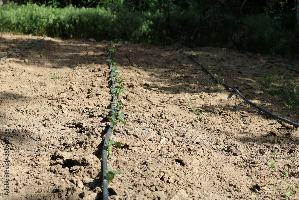 plants growing after watering in the garden