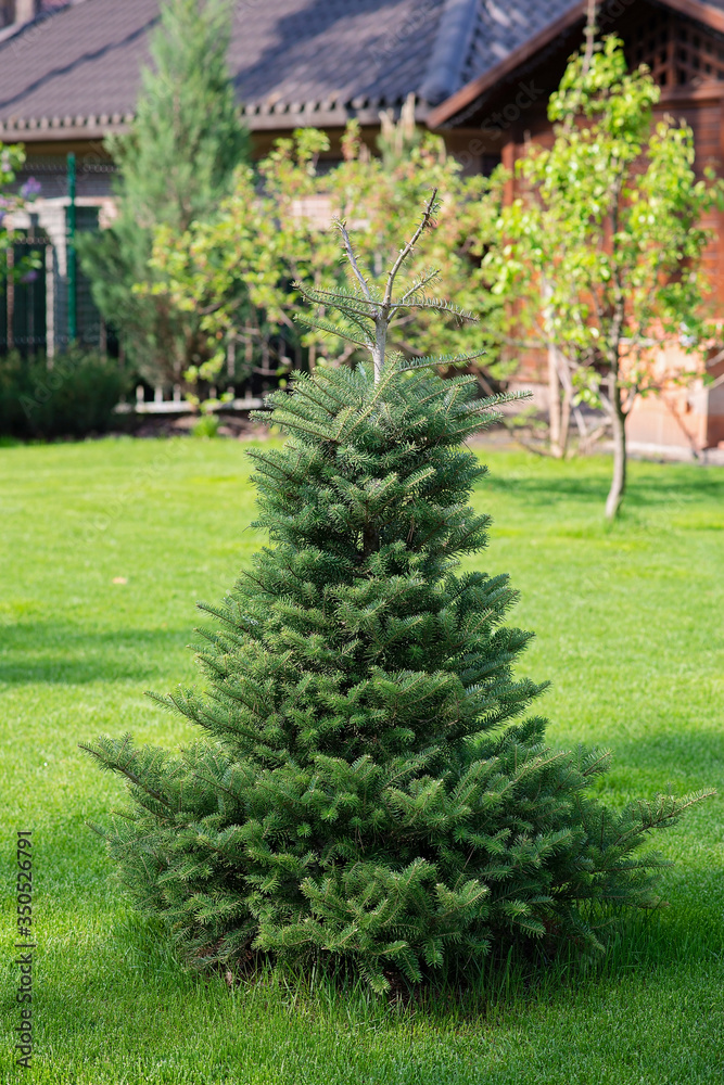 Beautiful young evergreen spruce Christmas tree in the home garden on the lawn. Landscaping.