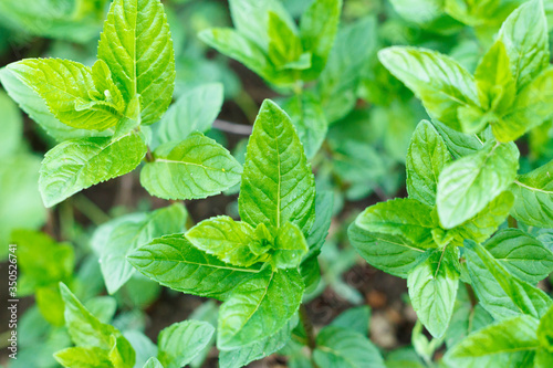 Bright fresh lemon balm leaves as a background. photo