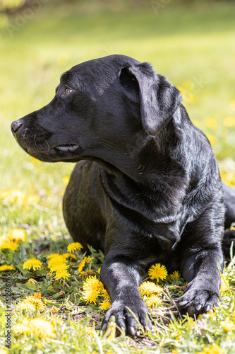 Labrador on a background of yellow dandelions. Portrait of a Labrador Retriever in a field with flowers. A black dog is happy in nature.