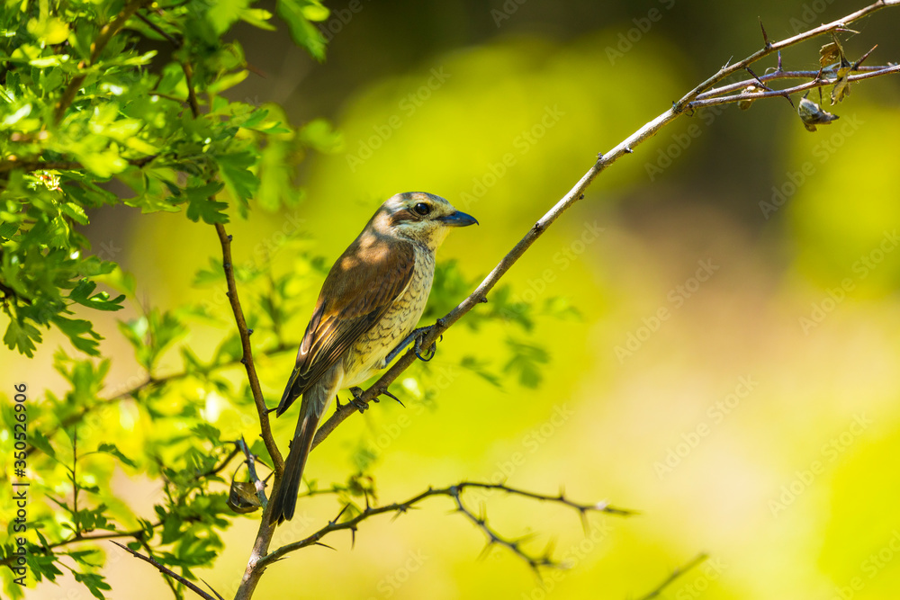 Red-backed Shrike (Lanius collurio) female on the branch Red-backed Shrike (Lanius collurio) female on the branch