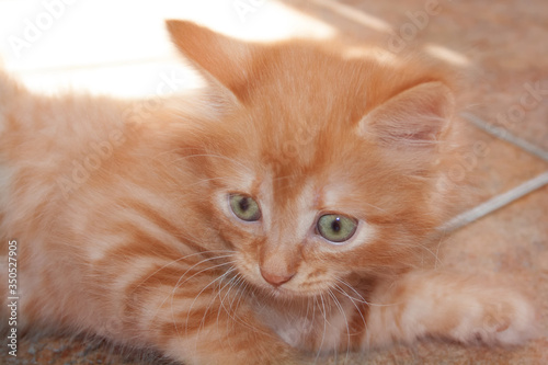 Very cute little red and fluffy kitten with green eyes.