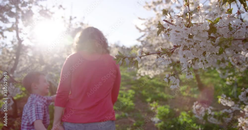 4K Sun Flared Of Child Handing Cherry Blossom Leaf To His Mother To Smell 4K Sun Flared Of Child Handing Cherry Blossom Leaf To His Mother To Smell