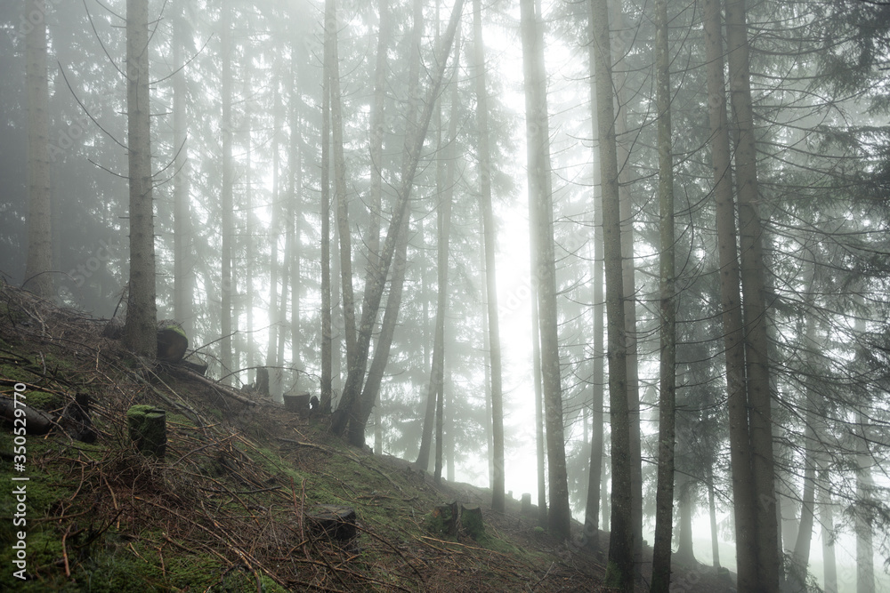 A foggy day inside an Italian mountain coniferous forest