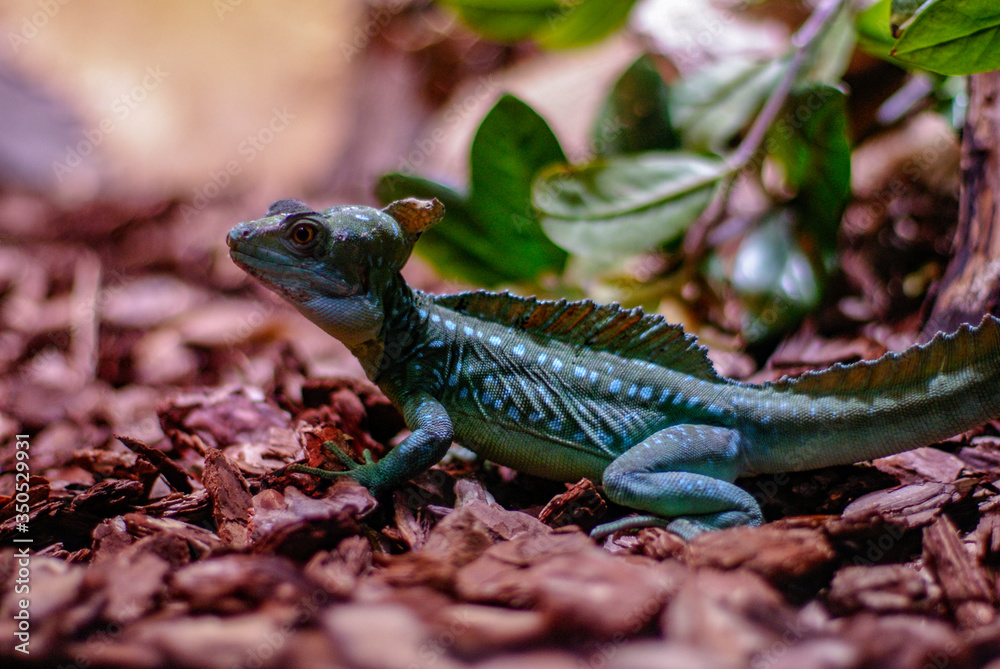 Fototapeta premium Lagarto volador, zoo de Barcelona