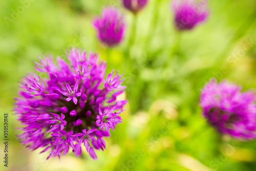 Homer garden purple giant onion flowerbed spring may flowers and fresh green on blur background. A photo with with free blank copy space for text. For cards  posters  website decoration etc