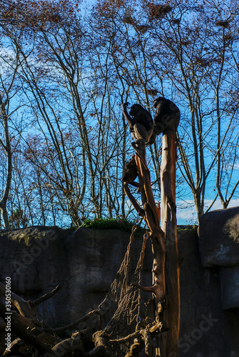 Chimpancé, zoo de Barcelona