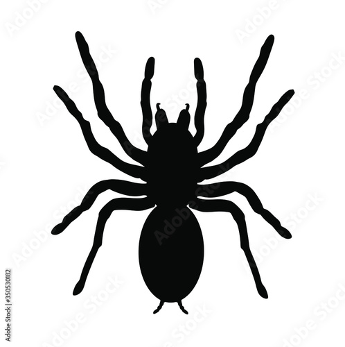 Biggest spider symbol. Tarantula vector silhouette isolated on white background. Arachnophobia, nightmare.
