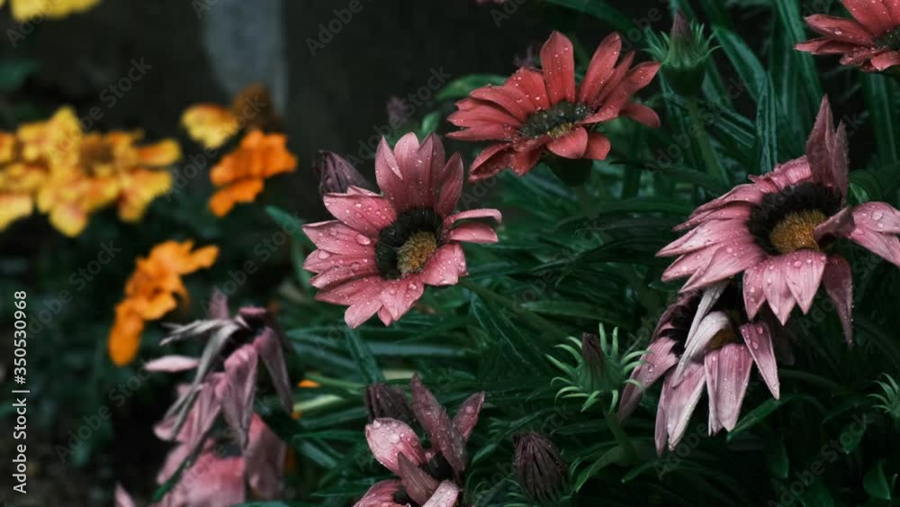 大雨にうたれるガーデニングの花