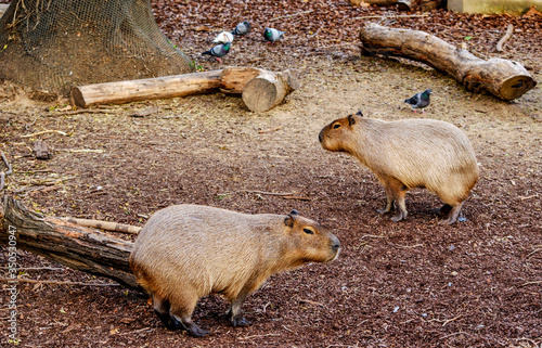 Capibara, zoo de Barcelona