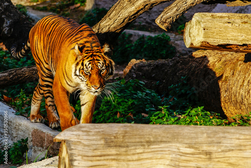Fototapet Tigre, zoo de Barcelona