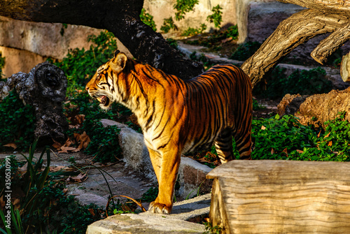 Tigre, zoo de Barcelona