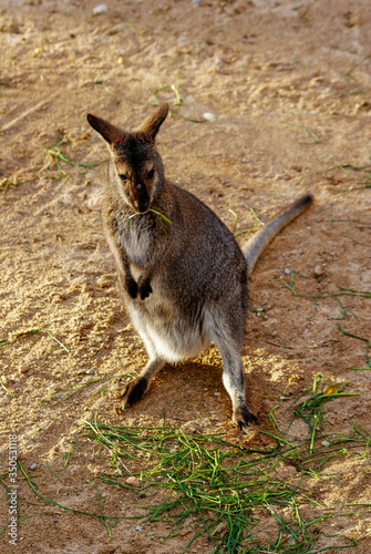 Canguro rojo, zoo de Barcelona