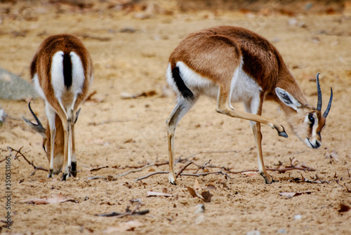 Gacelas, zoo de Barcelona