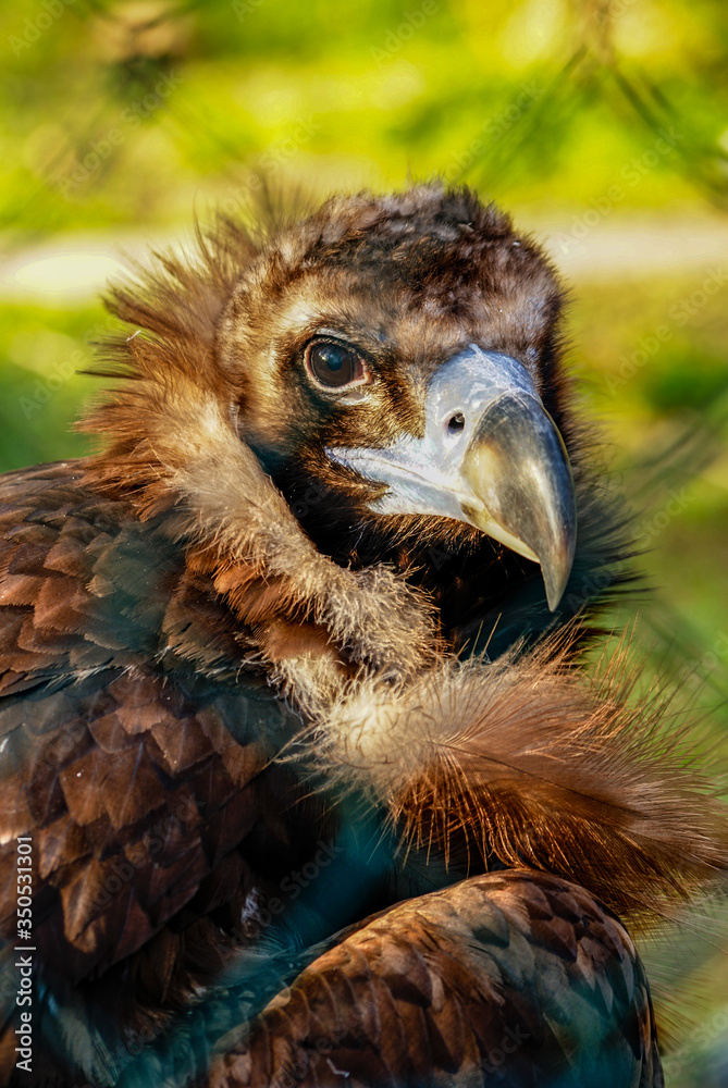 Fototapeta premium Buitre negro, zoo de Barcelona