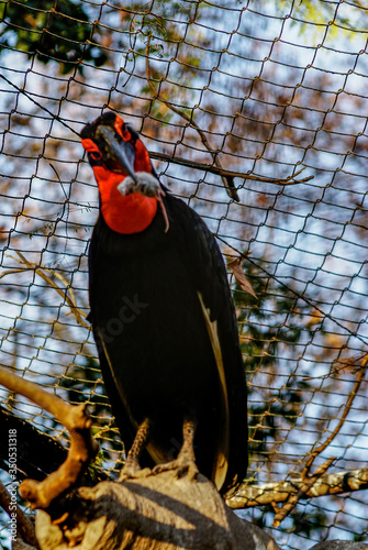 Calao terrestre, zoo de Barcelona