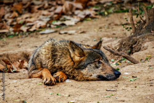 Lobo iberico, zoo de Barcelona