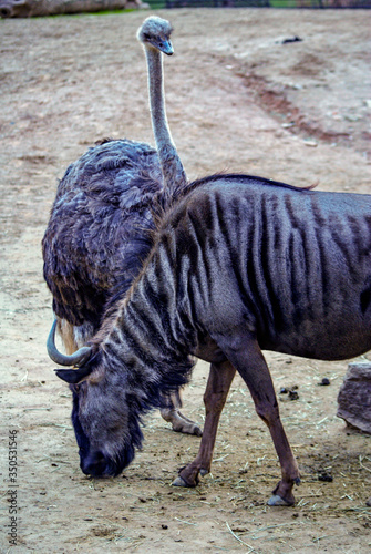 Ñu y avestruz, zoo de Barcelona
