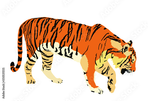 Tiger vector illustration isolated on white background. Big wild cat. Siberian tiger  Amur tiger - Panthera tigris altaica  or Bengal tiger. Tatoo sign. Zoo attraction.