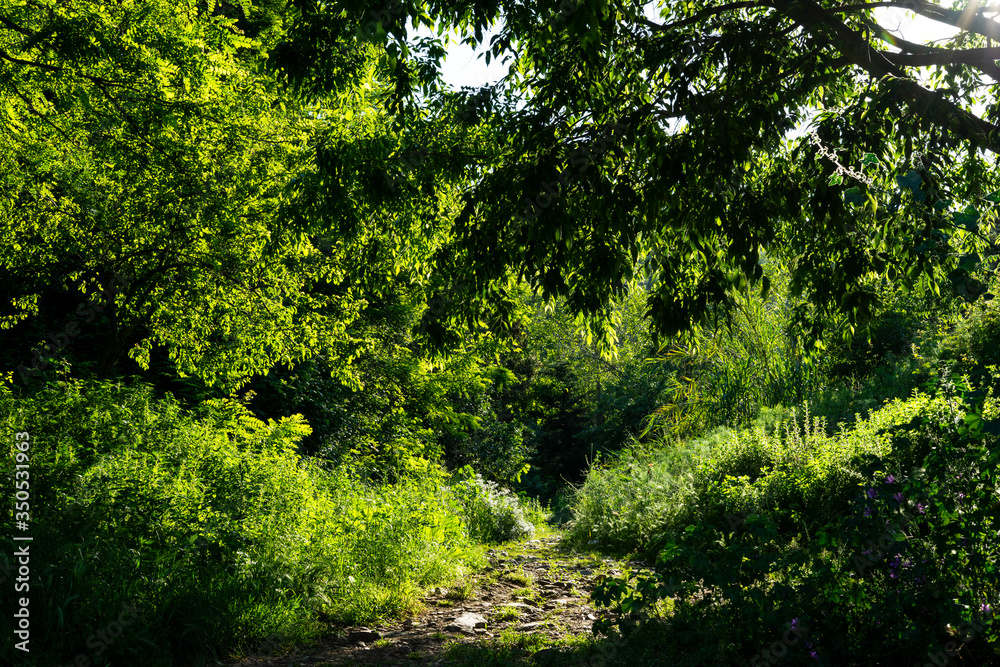 Dirt road in the woods. Forest in spring. Dirt road in the woods. Forest in spring.