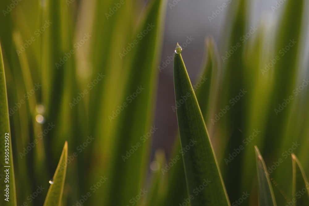 Background with close up green grass in summer - golden hour Background with close up green grass in summer - golden hour