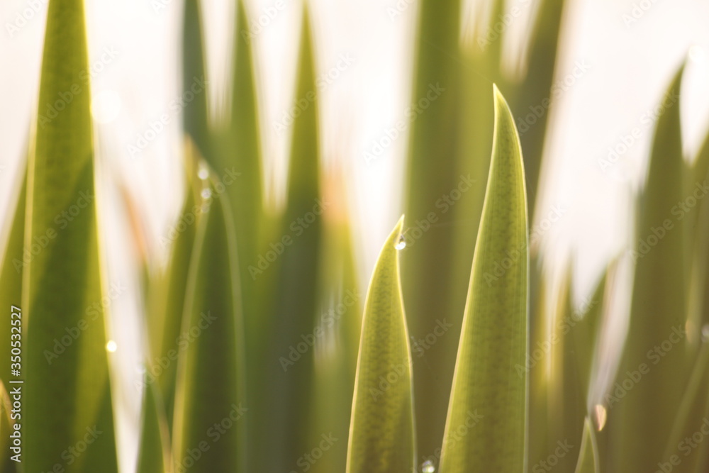 Obraz premium Background with close up green grass in summer - golden hour