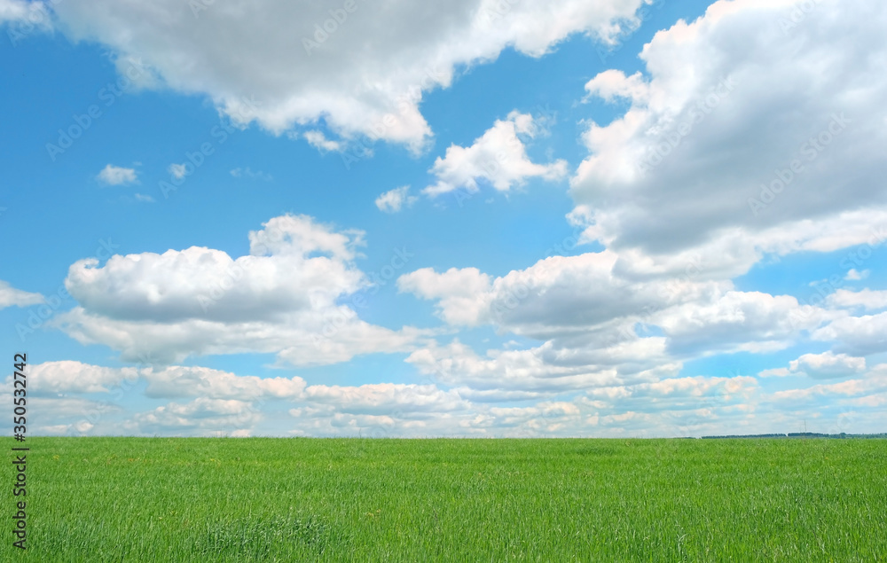 Fototapeta premium nature background with green grass field and blue sky. summer rustic landscape