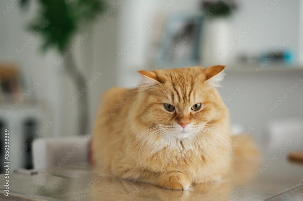 テーブルで伏せる猫のマンチカン