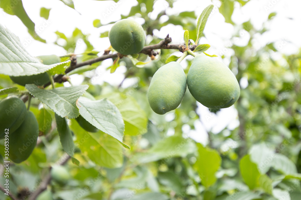 Biological tree with unripe green plums Biological tree with unripe green plums