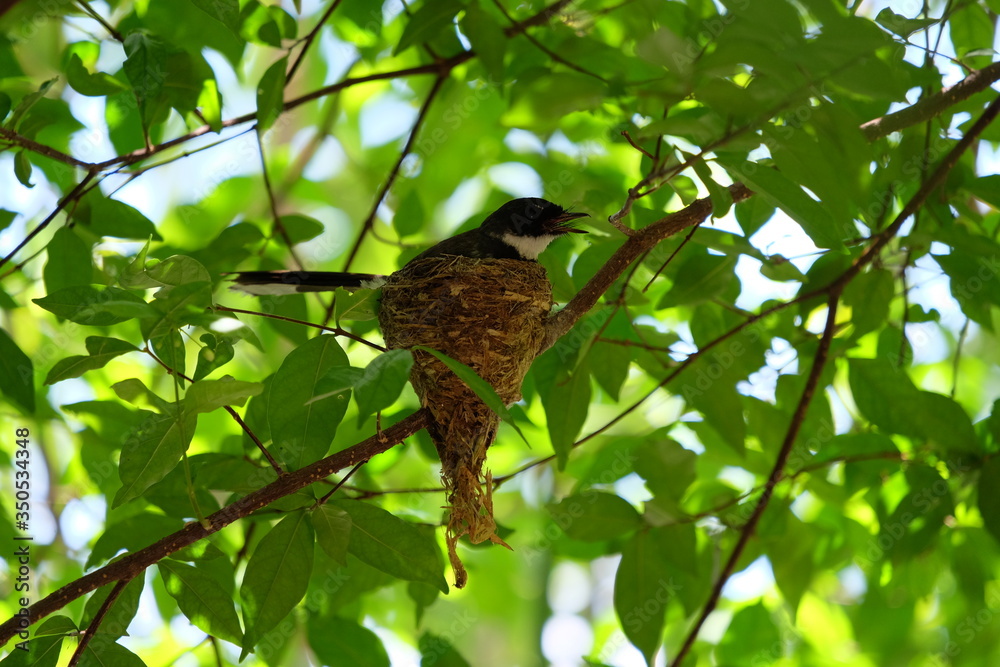 Pied fantail building a nest on a branch and hatch the eggs in the nest. Pied fantail building a nest on a branch and hatch the eggs in the nest.