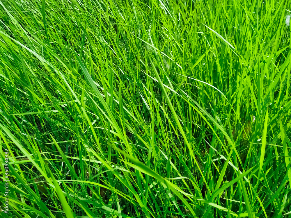 Reeds green grass background natural texture Reeds green grass background natural texture