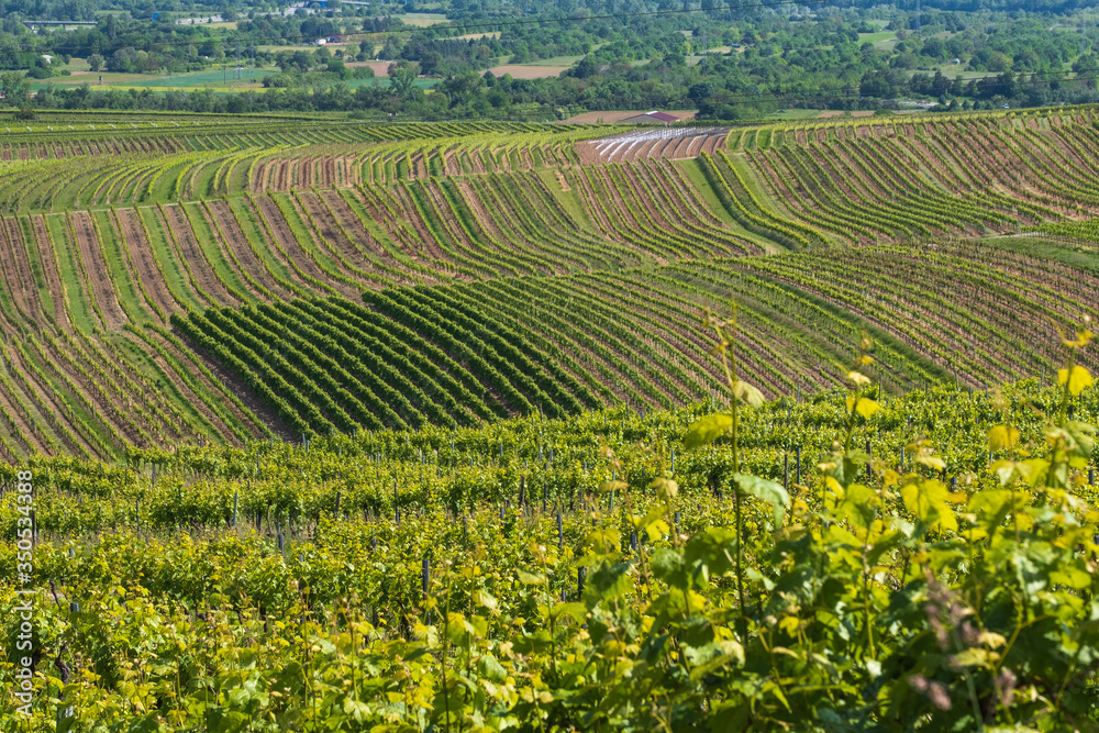 Blick auf Weinberge in der Nähe von Bingen am Rhein/Deutschland