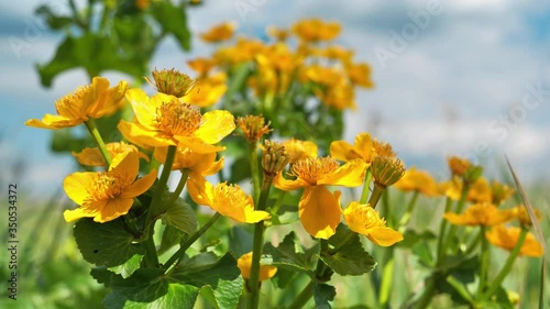 Yellow flower of Caltha palustris or soldiers button, also known as drunkards, kingcup or palsy-wort  photo