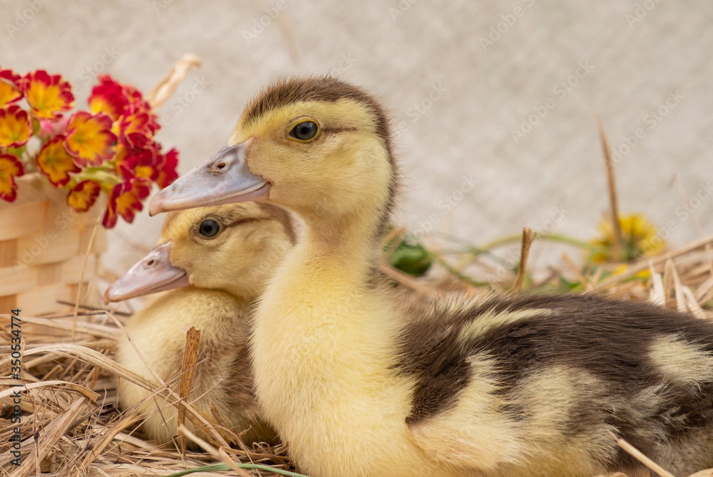 Two little duckling are sitting on a straw against the background of a basket of flowers and a straw. Two little duckling are sitting on a straw against the background of a basket of flowers and a straw.