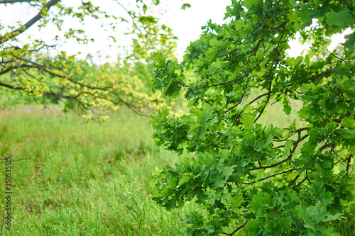 Oak branches with green leaves.