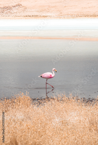 Pink Flamingo Ostrich Bird in Lake. Flamingos walking and feeding in water. Natural wildlife shot in Uyuni Salt Flats, Bolivia. Animal, lagoon & mountain landscape background. Wild animal in nature.