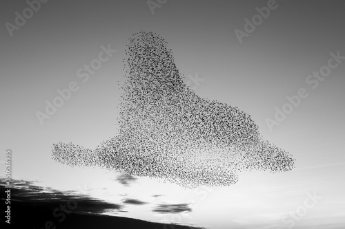 Bilde på lerret the starling murmuration in Brighton