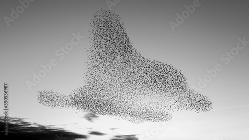 Foto the starling murmuration in Brighton
