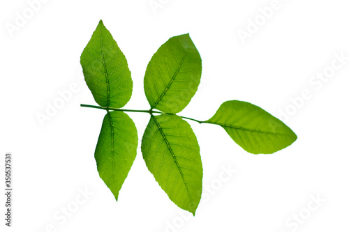 Green leaf of a tree on a white background. Isolated.