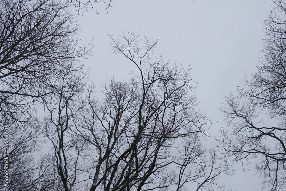 Winter scenery, snowstorm in park Winter scenery, snowstorm in park