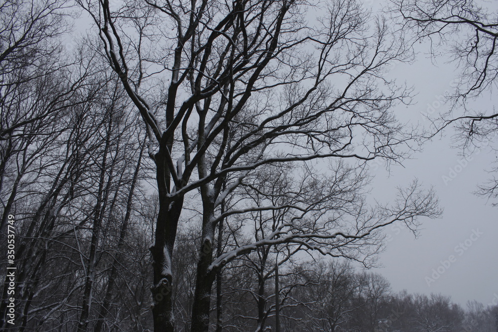Winter scenery, snowstorm in park Winter scenery, snowstorm in park