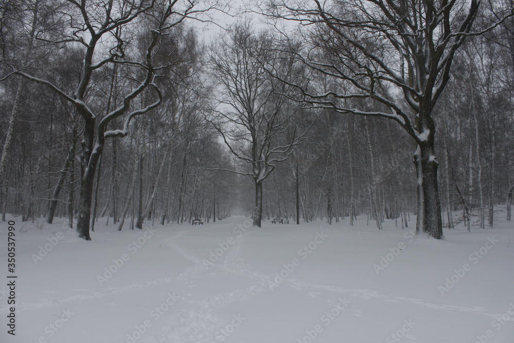 Winter scenery, snowstorm in park Winter scenery, snowstorm in park