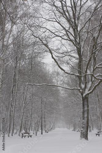Winter scenery, snowstorm in park © Ruchacz