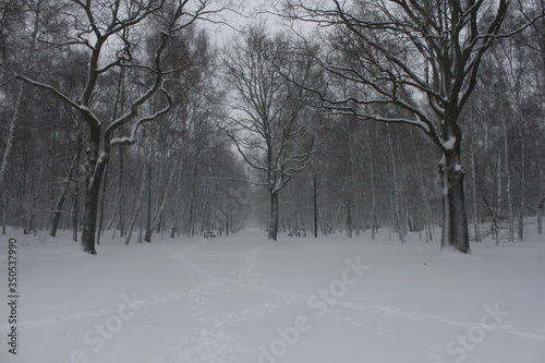 Winter scenery, snowstorm in park