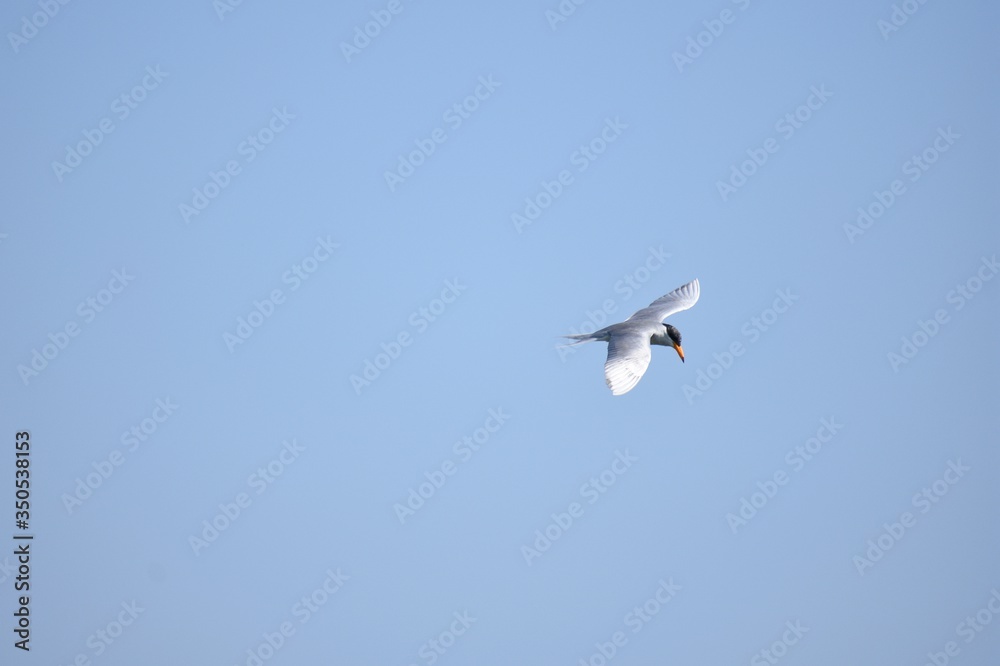 River tern bird in flight