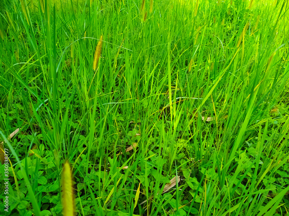 reeds flower in the wind green grass leaf natural reeds flower in the wind green grass leaf natural