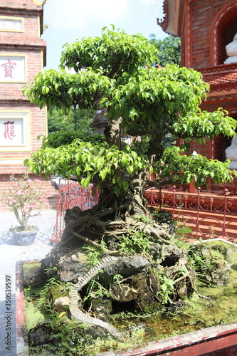 Bonsaï de la pagode Trấn Quốc à Hanoï, Vietnam	